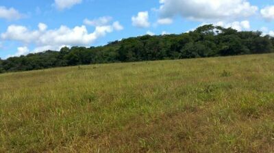 Imagem da notícia MPMS abre inquérito para investigar desmatamento sem autorização em fazenda de Pedro Gomes